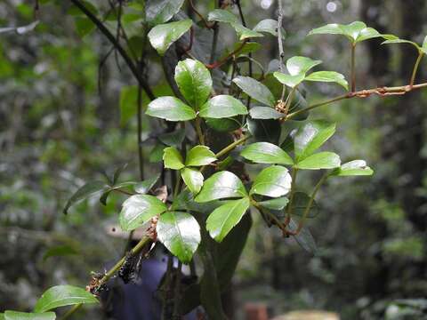 Image de Cissus trianae Planch.