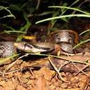 Image of Black Copper Rat Snake