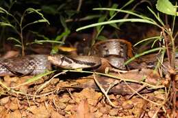 Image of Black Copper Rat Snake