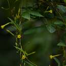 Imagem de Mandevilla tubiflora (Mart. & Gal.) R. E. Woodson
