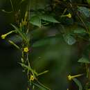 Mandevilla tubiflora (Mart. & Gal.) R. E. Woodson的圖片