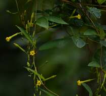 Image of Mandevilla tubiflora (Mart. & Gal.) R. E. Woodson