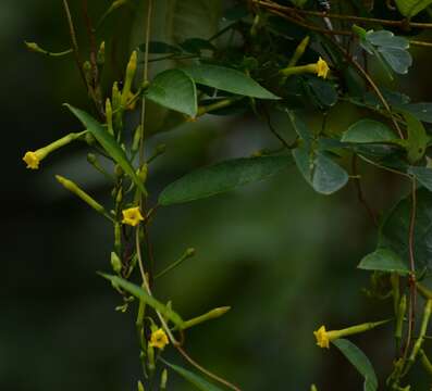 Image of Mandevilla tubiflora (Mart. & Gal.) R. E. Woodson