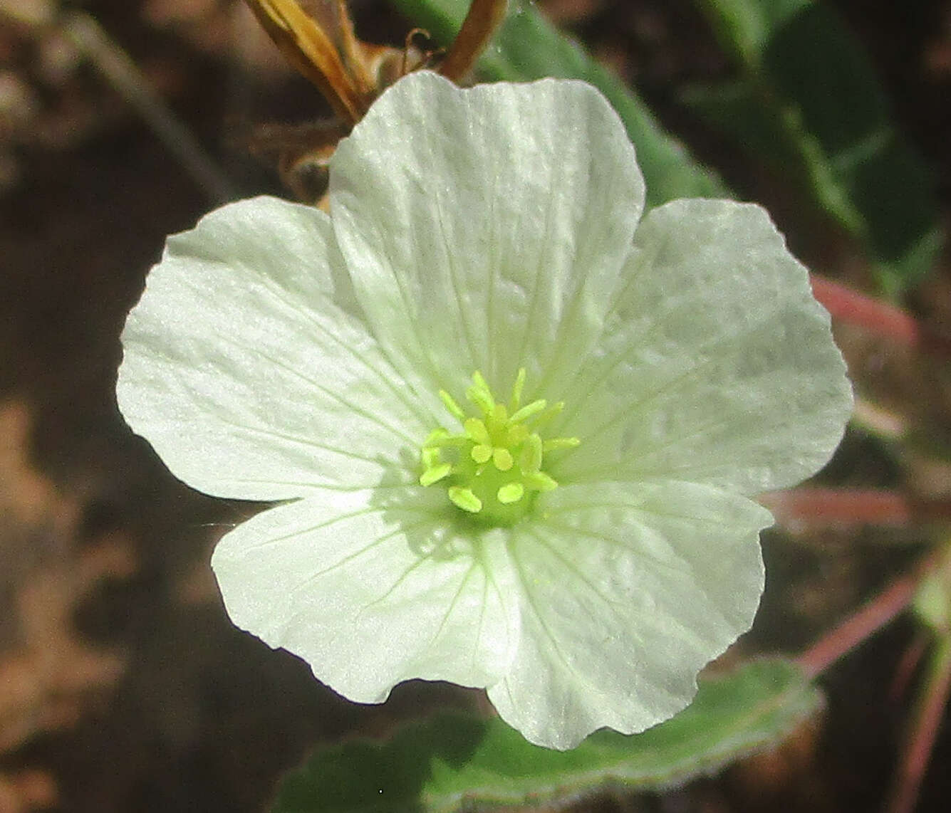 Image of Monsonia glauca Knuth