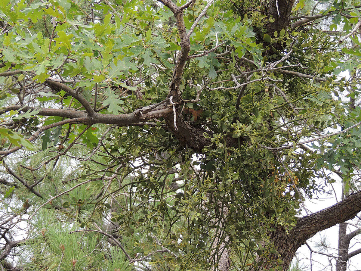 Image of Cory's mistletoe