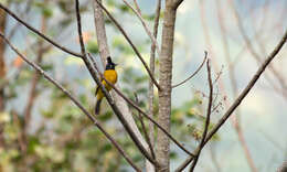 Image of Black-crested Bulbul