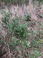 Rubus cuneifolius Pursh resmi