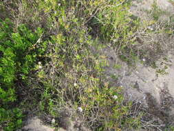 Sivun Vanzijlia annulata (Berger) L. Bol. kuva