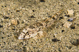 Image of Reticulated Dragonet