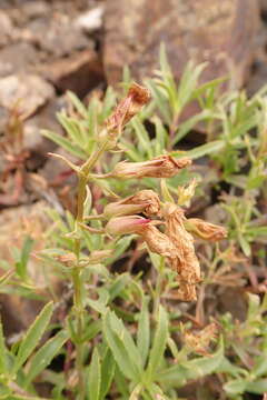 Image of littleleaf bush penstemon