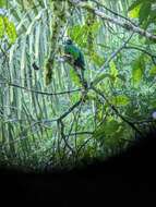 Image of Crested Quetzal