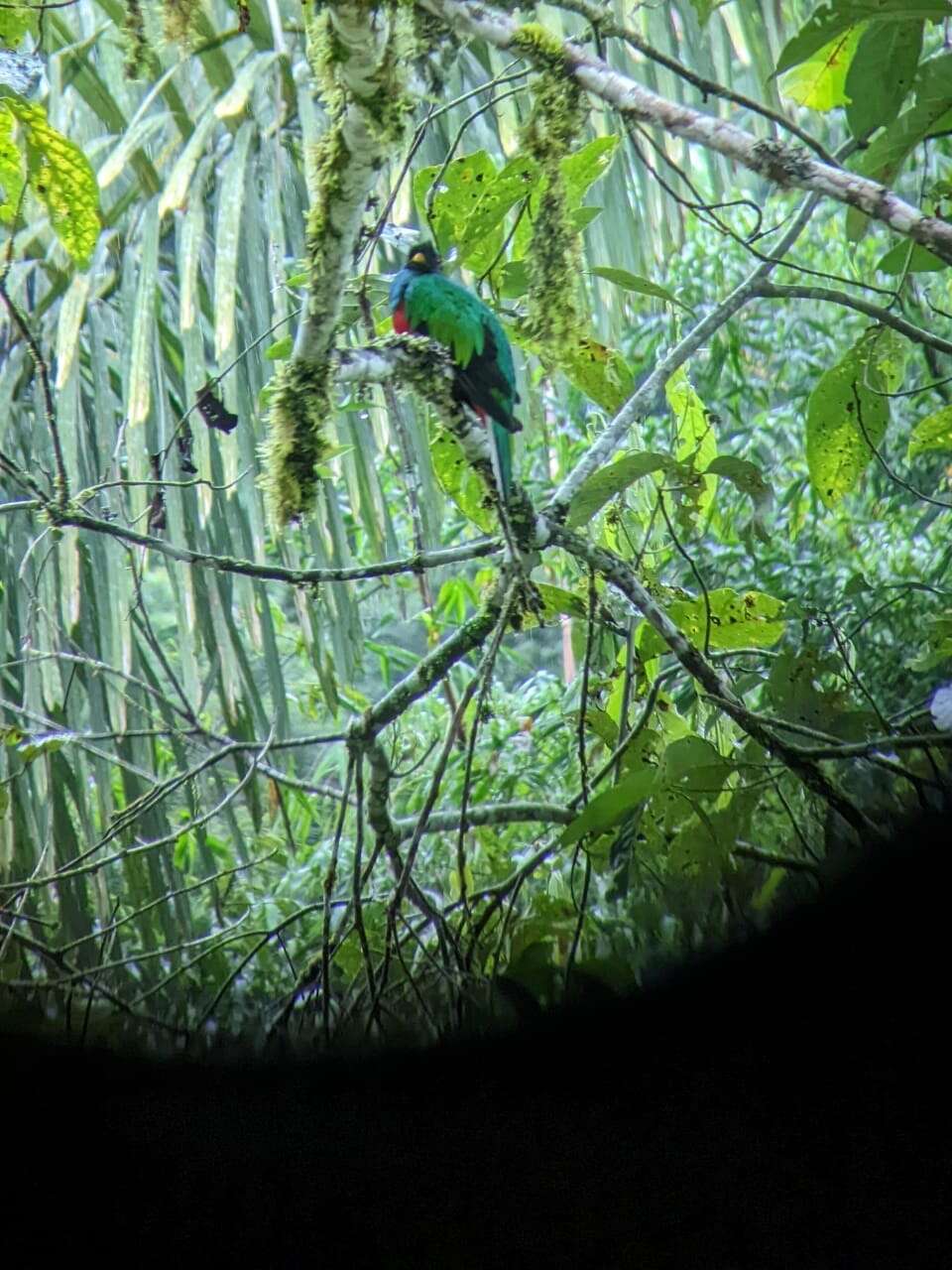 Image of Crested Quetzal