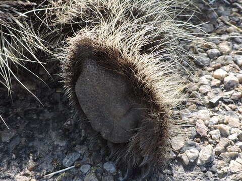 Image of North American porcupine