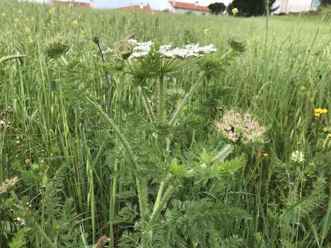 Image of Daucus muricatus (L.) L.