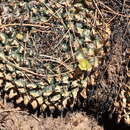 Image of Mammillaria winterae Boed.