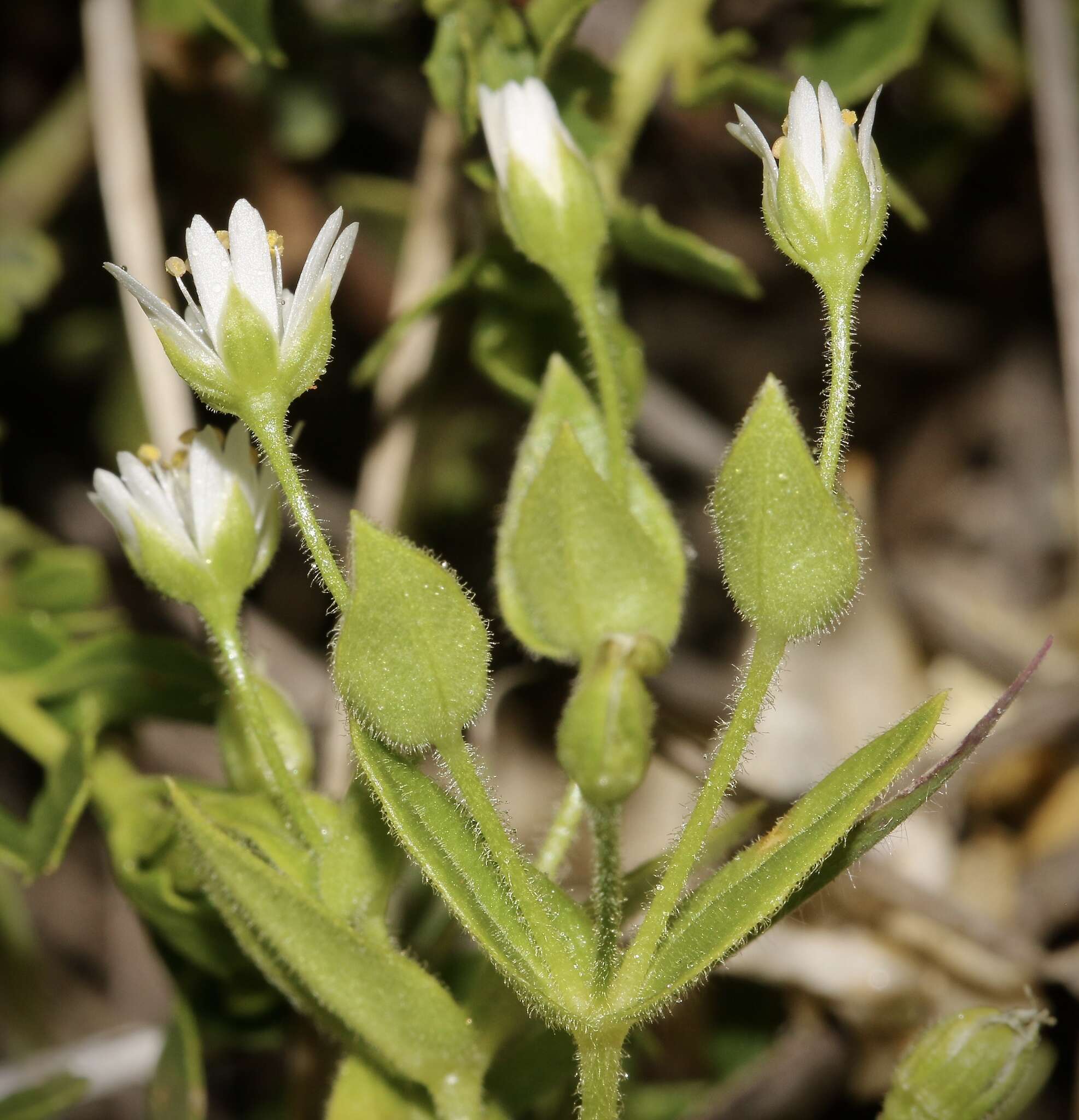 Image of beach starwort