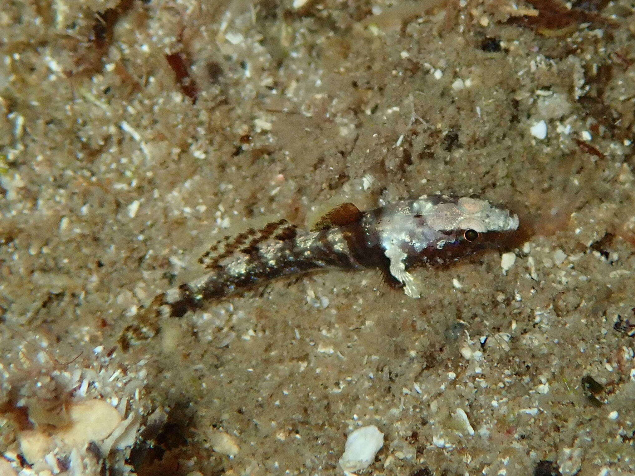 Image of Kolombatovic's Goby