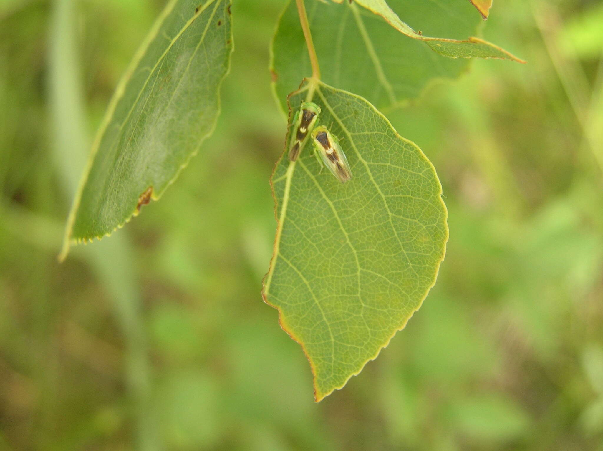 صورة Populicerus lunaris (Ball 1902)