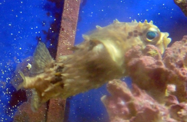 Image of Bridled burrfish