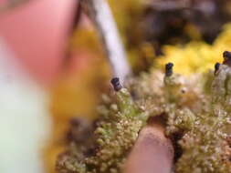 Image of urn lichen