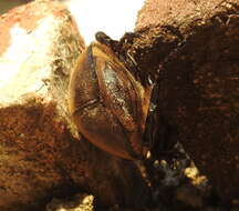 Image of Megasoma nogueirai Morón 2005