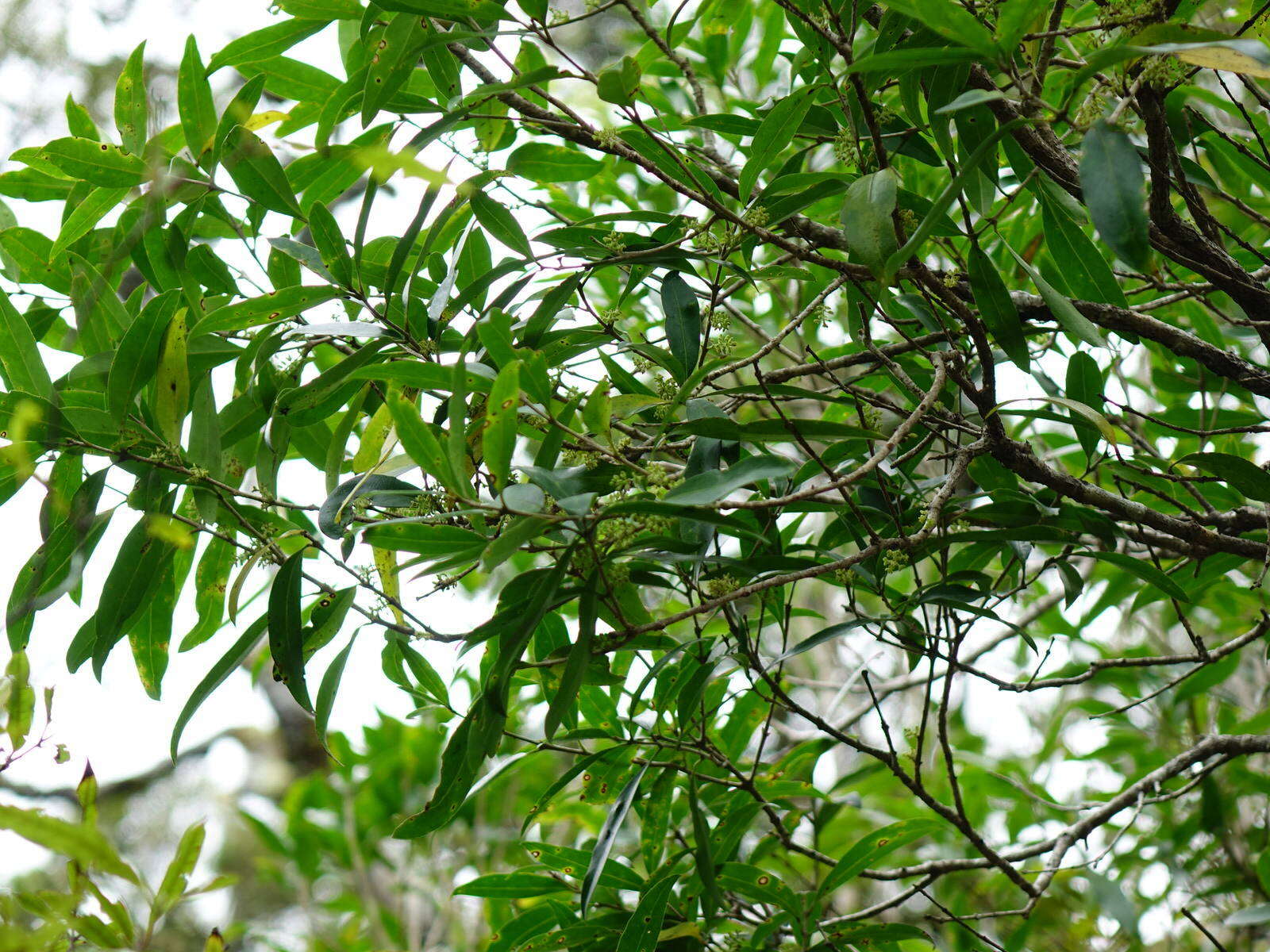 Image of Nestegis lanceolata (Hook. fil.) L. A. S. Johnson