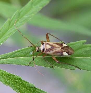 Image of Adelphocoris fasciaticollis Reuter 1903