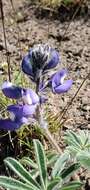 Слика од Lupinus saxosus Howell