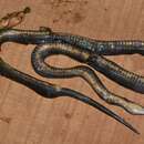 Image of Hallowell's House Snake