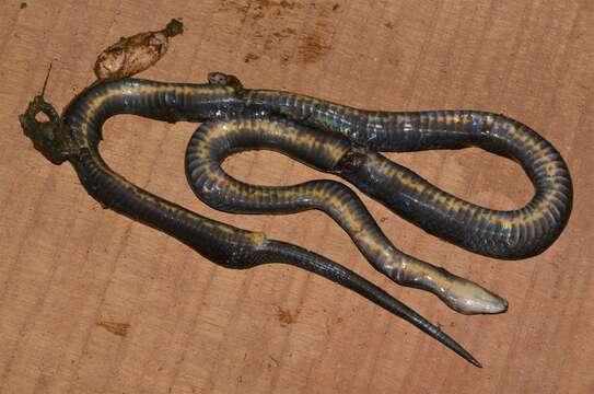 Image of Hallowell's House Snake