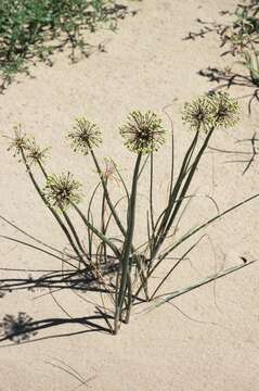 Image of Allium sabulosum Steven ex Bunge