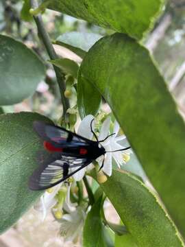 Image of Aethria haemorrhoidalis Stoll 1790