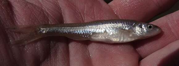 Image of Bigmouth Shiner