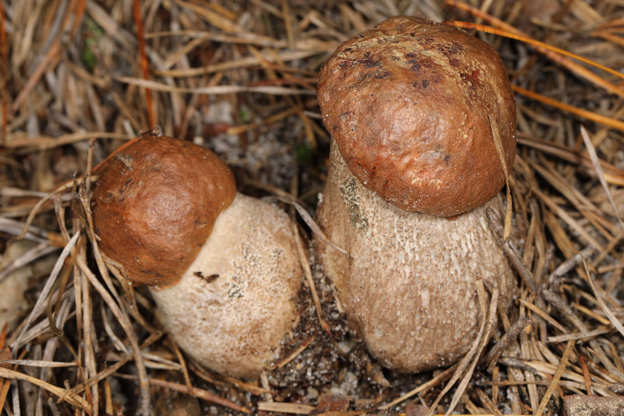 Image of Leccinum piceinum Pilát & Dermek 1974