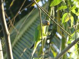 Image of Plum-headed Parakeet