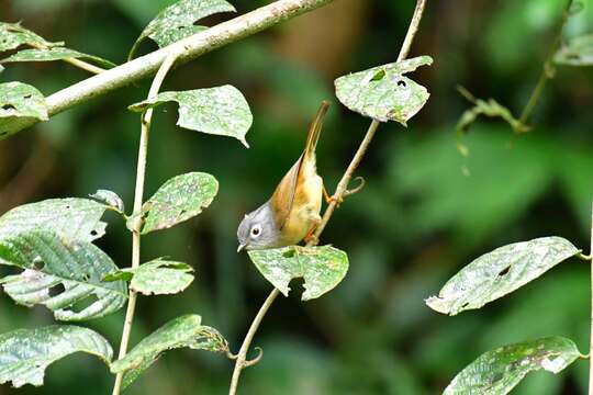 Image of Grey-cheeked Fulvetta