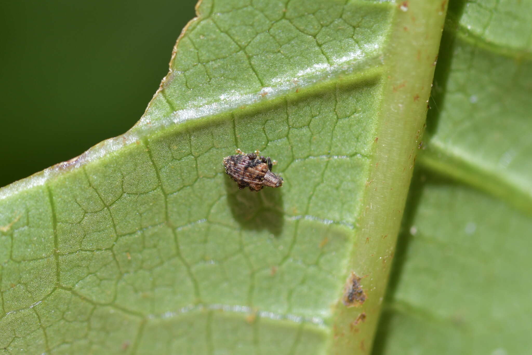 Tysius bicornis (Fabricius & J. C. 1781) resmi