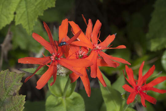 Image de Silene fulgens (Spreng.) E. H. L. Krause