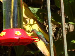 Image of Lazuline Sabrewing