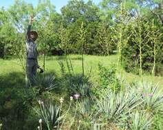 Image of Brazos River yucca