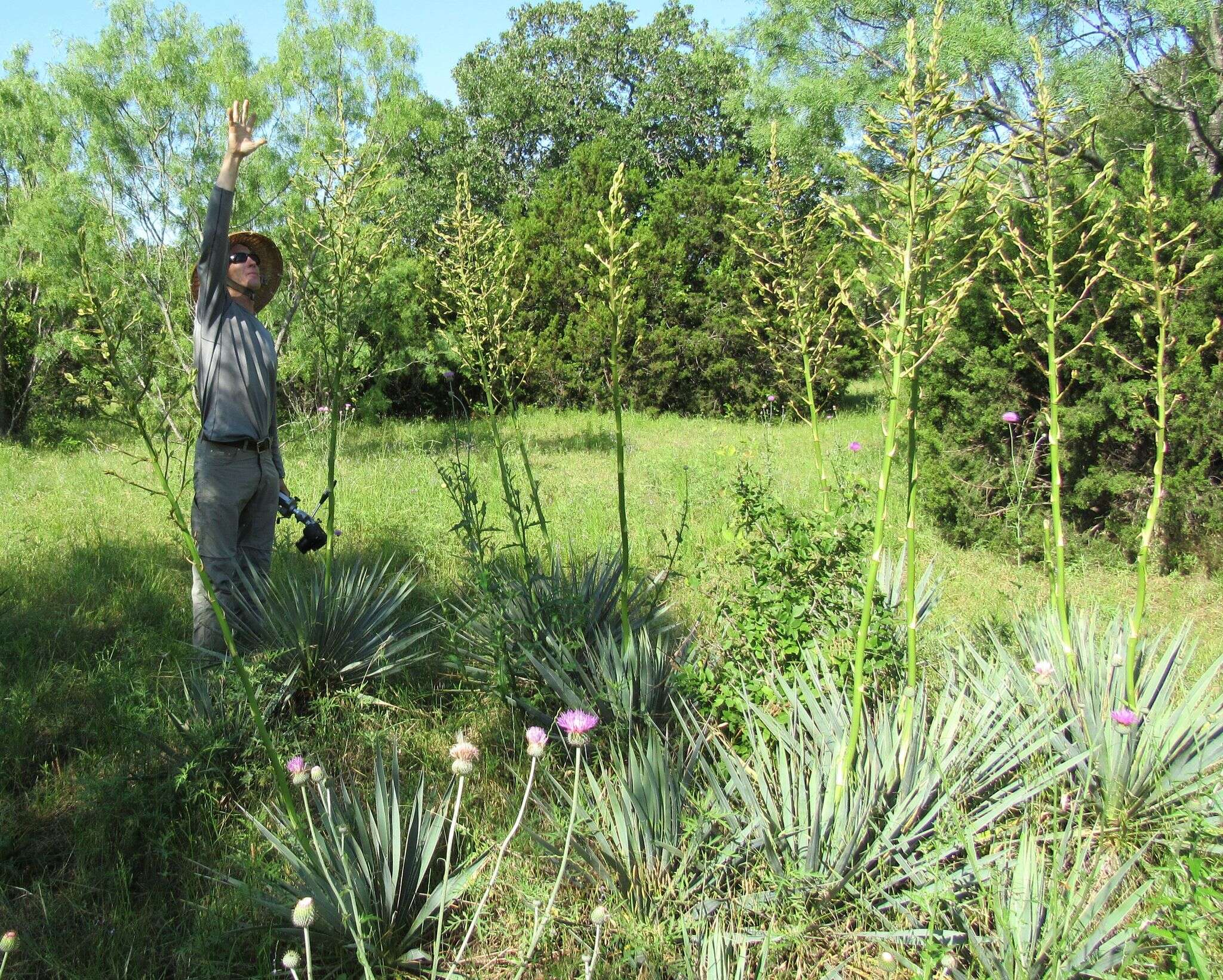 Image of Brazos River yucca