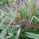 Sivun Vriesea neoglutinosa Mez kuva