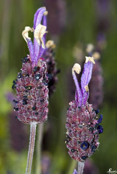 Image of <i>Lavandula pedunculata</i> (Mill.) Cav.