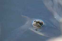 Image of Jardine River Turtle