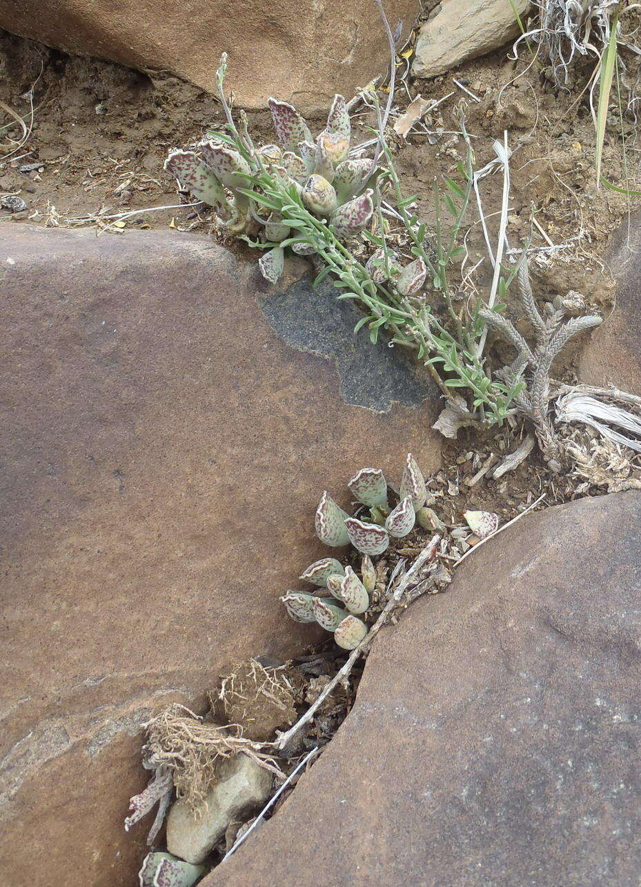 Image of Adromischus cooperi (Bak.) A. Berger