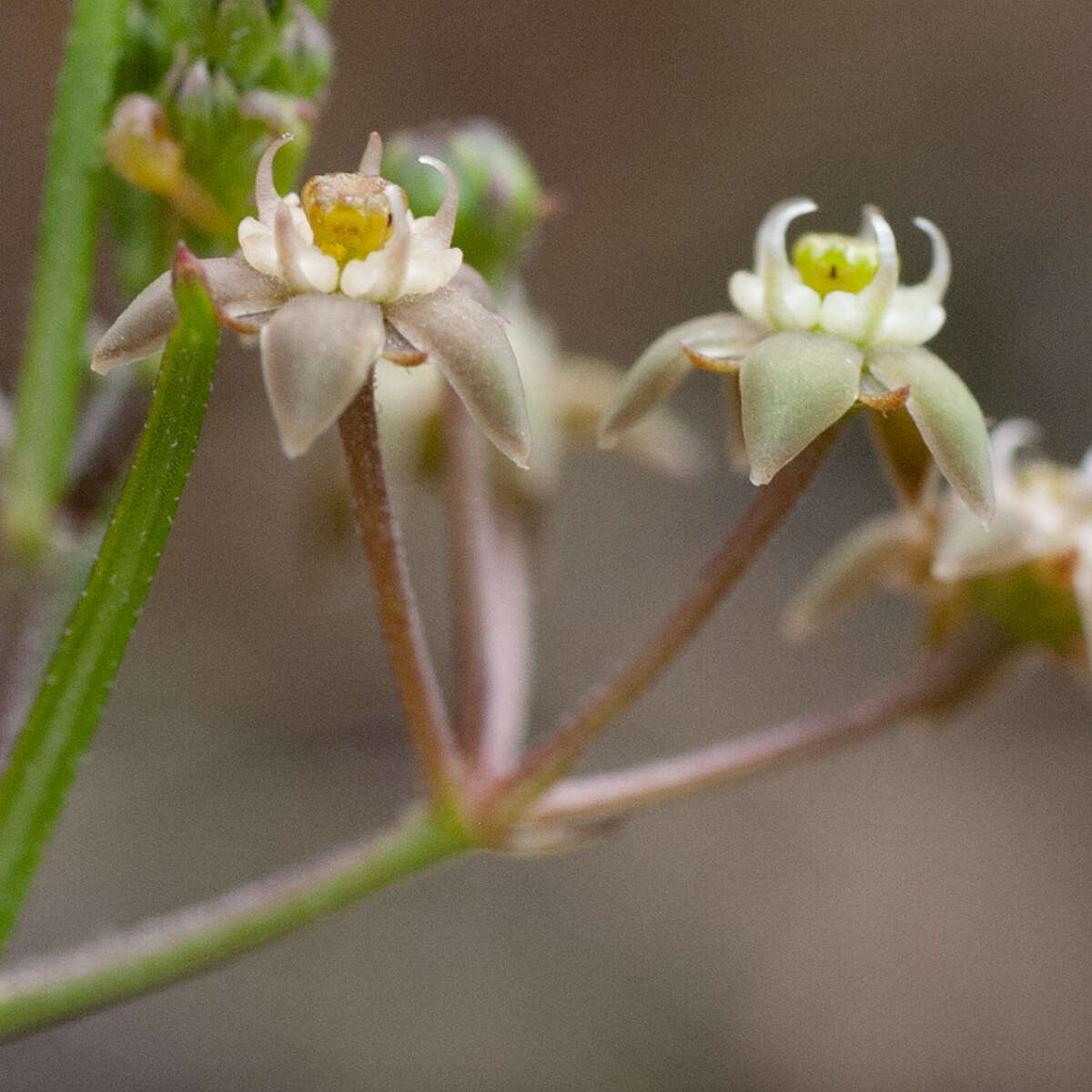 Image of Schizoglossum aschersonianum Schltr.