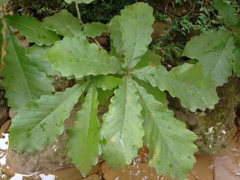 Image de Quercus fabrei Hance