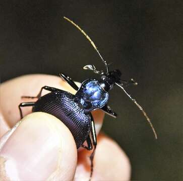 صورة Scaphinotus (Scaphinotus) viduus (Dejean 1826)