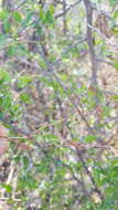 Image of Plumbago pulchella Boiss.