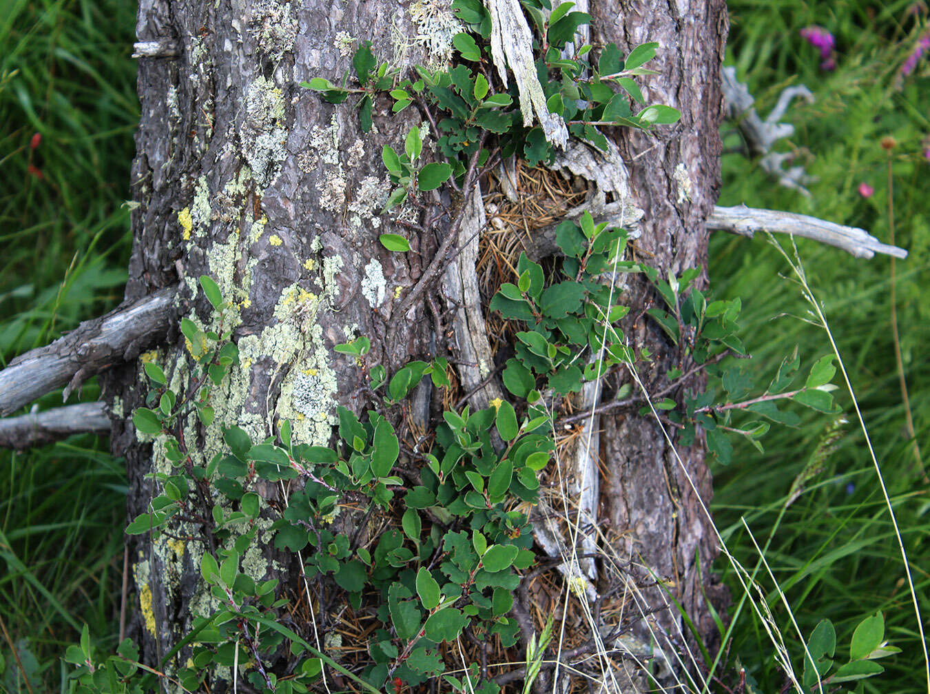 صورة Cotoneaster integerrimus Medik.